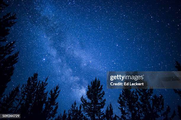 milky way over the forest - leckert 個照片及圖片檔