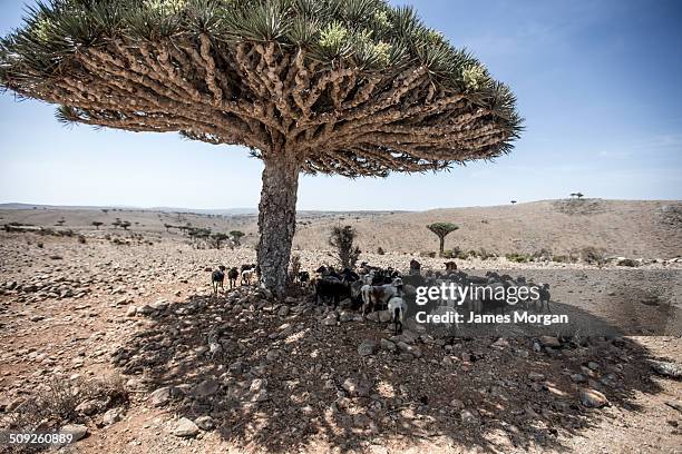 resting under dragonblood tree - dragon blood tree stock pictures, royalty-free photos & images