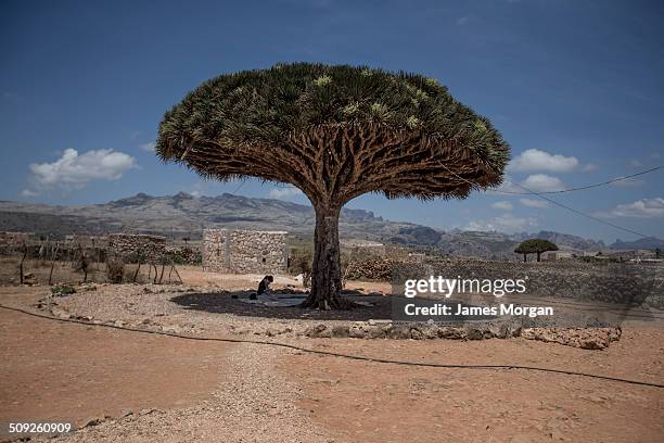 dragon blood tree - dragon blood tree stock pictures, royalty-free photos & images