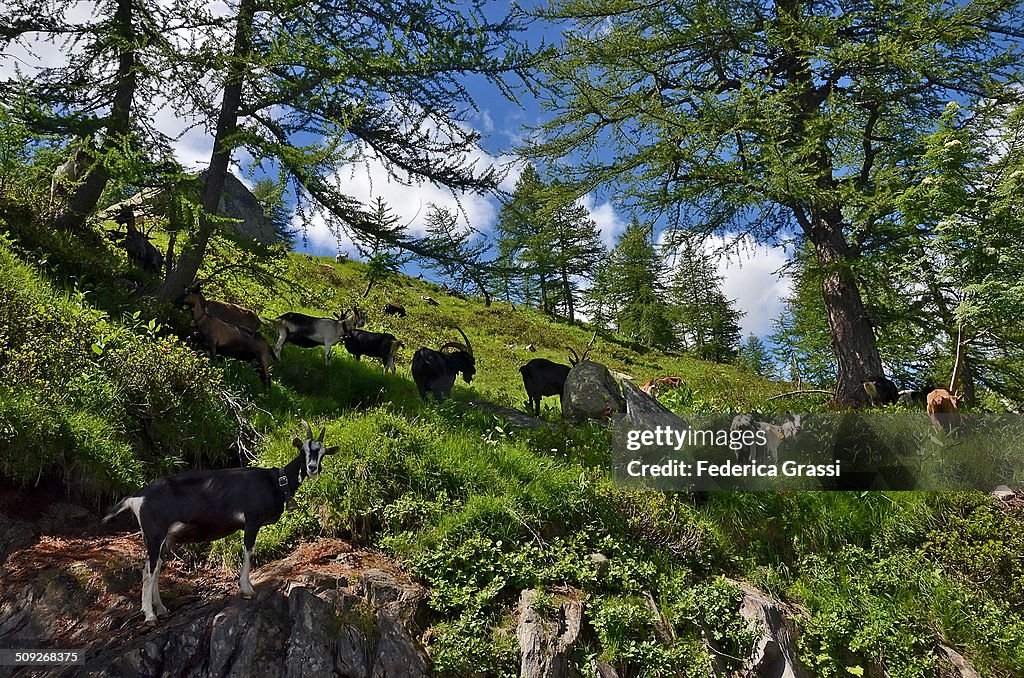 A flock of goats on the Alps