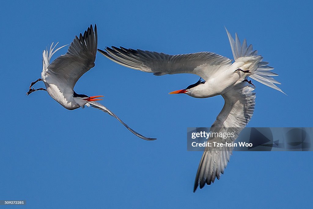 Elegant Terns Aerial Interaction