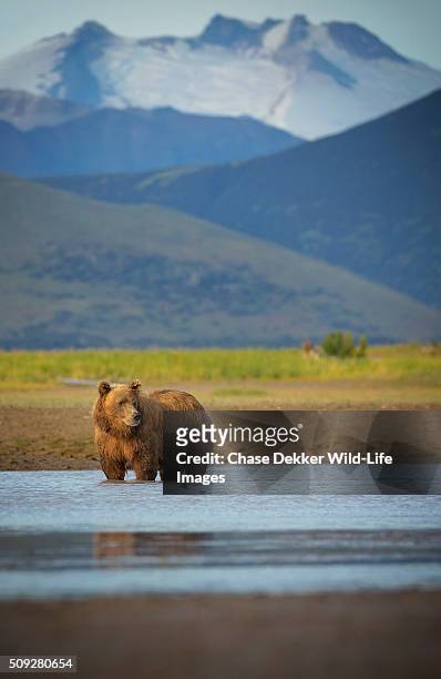 coastal brown bear - katmai national park bildbanksfoton och bilder