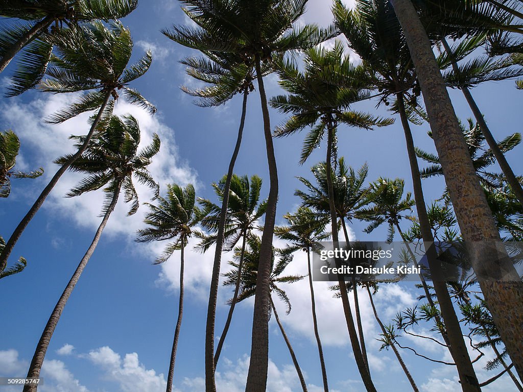 Palm trees in Marshall Islands