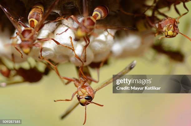 Indian Wasp Insect 277 India Wasps Stock Photos, High-Res Pictures, and Images - Getty Images
