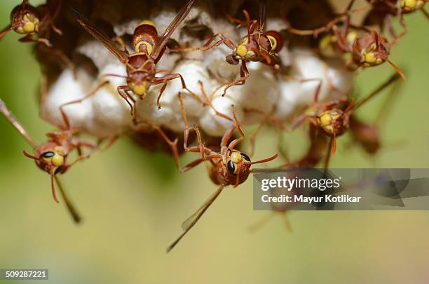 Indian Wasp Insect 264 India Wasps Stock Photos, High-Res Pictures, and Images - Getty Images
