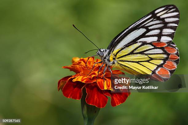 common jezebel butterfly - butterfly maharashtra stock pictures, royalty-free photos & images