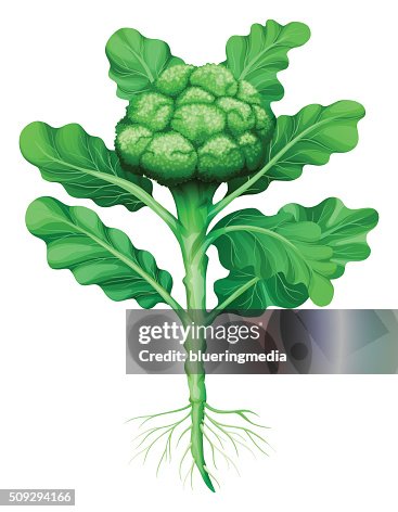 Broccoli Root View Broccoli With Leaves And Roots High-Res Vector Graphic - Getty Images
