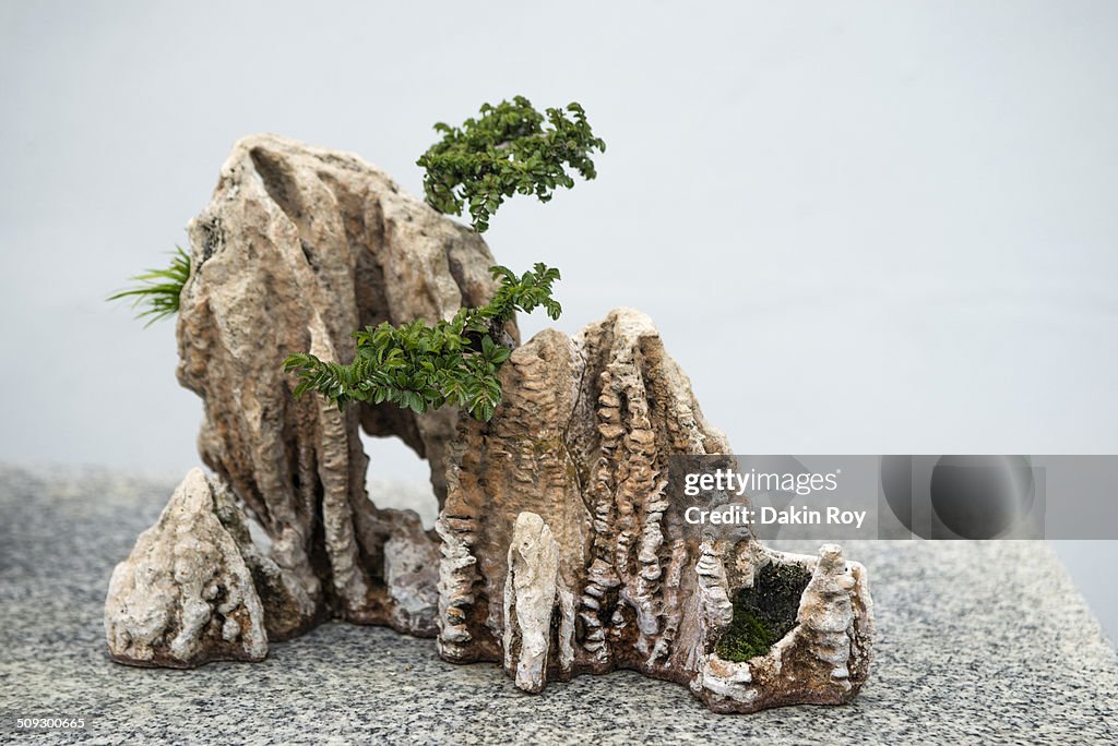 Bonsai Tree, Montreal Botanical Garden