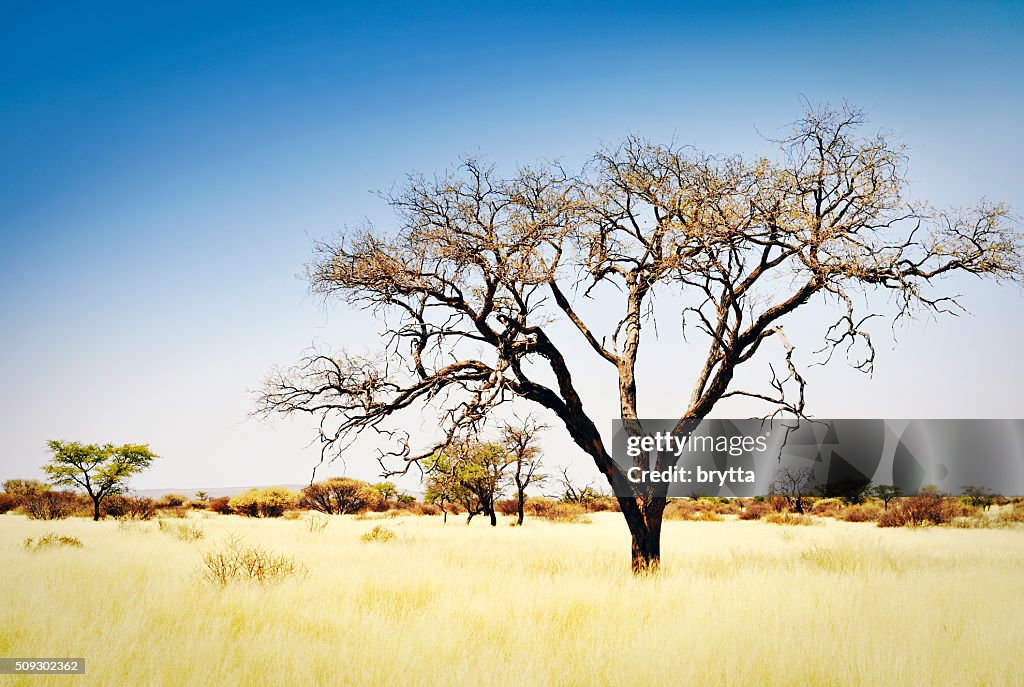 Landscape with acacia trees and dry grasses, Namibia,Africa