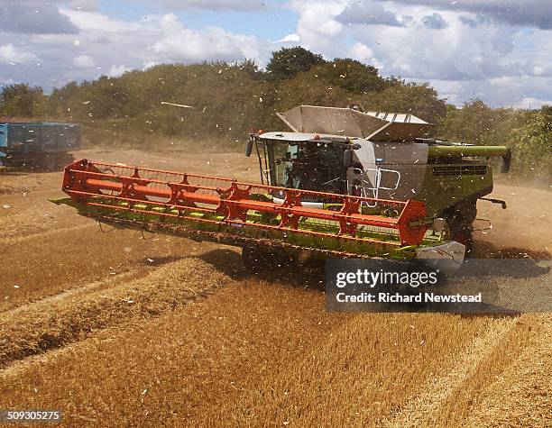 combine harvesting crop - segadora fotografías e imágenes de stock