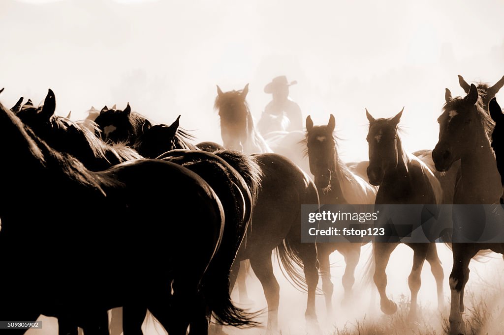 Cowboys: Male wrangler herds horses. Horseback riding. Ranch life. Sepia.