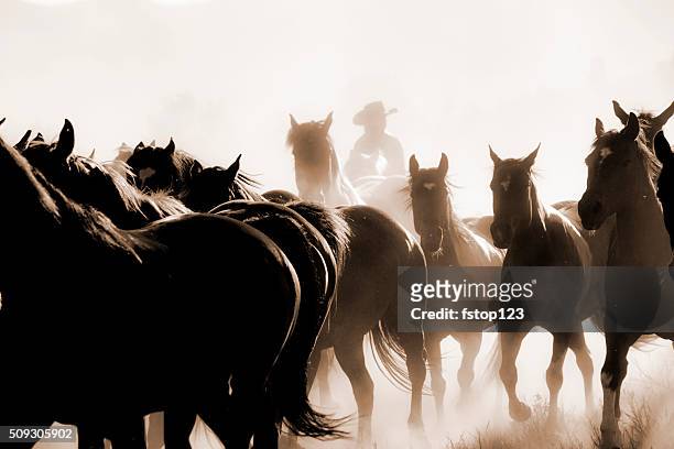 cowboys: male wrangler herds horses. horseback riding. ranch life. sepia. - herd stock pictures, royalty-free photos & images
