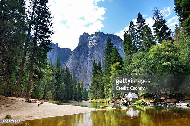 yosemite national park - american landscape stockfoto's en -beelden