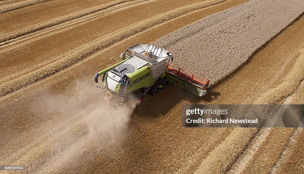 Combine Harvesting Crop in Neat Lines