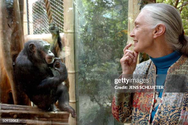 Jane Goodall, the world's foremost authority on chimpanzees, communicates with chimpanzee Nana, 06 June 2004 at the zoo of Magdeburg . The British...