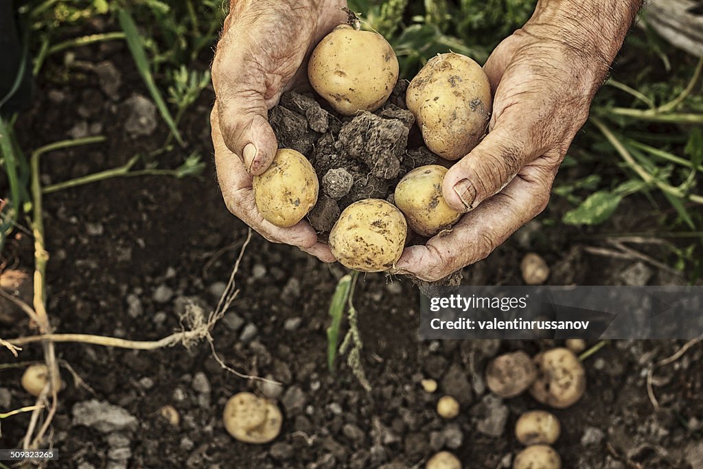 Fresh potatoes