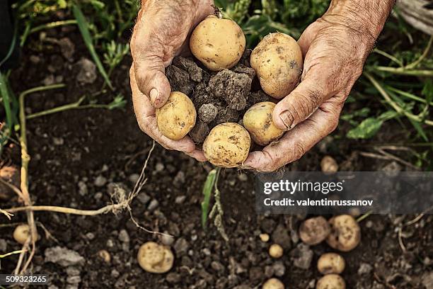 fresh potatoes - fall harvest field stock pictures, royalty-free photos & images