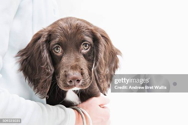 pedigree cocker spaniel puppy cuddled by owner - cocker spaniel stock pictures, royalty-free photos & images