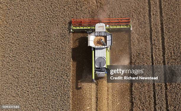 combine harvesting crop - maisernte stock-fotos und bilder