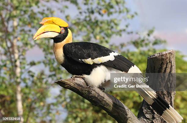 great indian hornbil in a tree - hornbill stock pictures, royalty-free photos & images