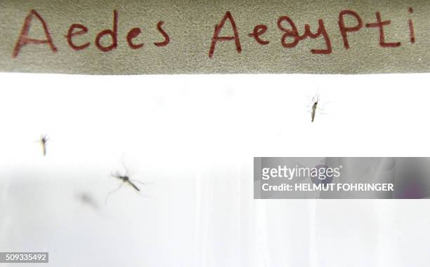 Mosqitos of the kind "Aedes aegypti" are pictured on February 10, 2016 at the IAEA Laboratories in Seibersdorf near Traiskirchen south of Vienna,...