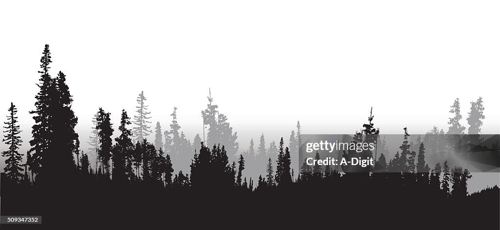 Treeline Spruce And Pines High-Res Vector Graphic - Getty Images