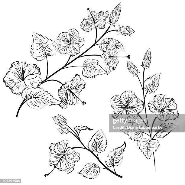 botanical style illustration of hibiscus flowers - hibiscus stock illustrations