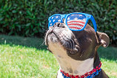 Boston Terrier Dog Looking Cute in Stars and Stripes Sunglasses