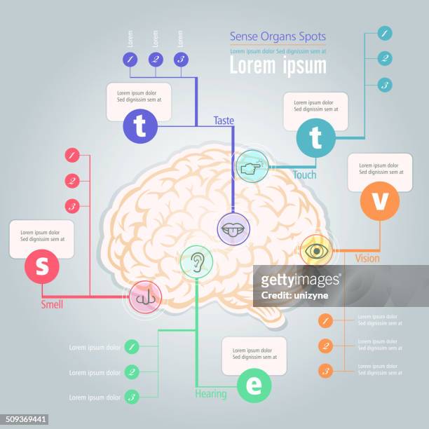 info grafik gefühl organe lage im menschlichen gehirn - sense organs stock-grafiken, -clipart, -cartoons und -symbole