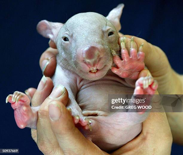 Cherry, a four-month-old baby wombat, is held by keeper Lana Langdale at Sydney's Taronga Zoo, 08 June 2004. Cherry owes her continued existence to...