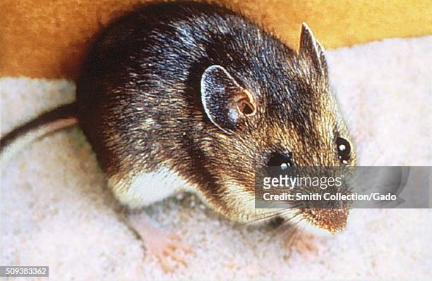 Deer mouse, Peromyscus maniculatus, Carrier of Sin Nombre virus, agent of Hantavirus pulmonary syndrome . Image courtesy CDC, 1974. .
