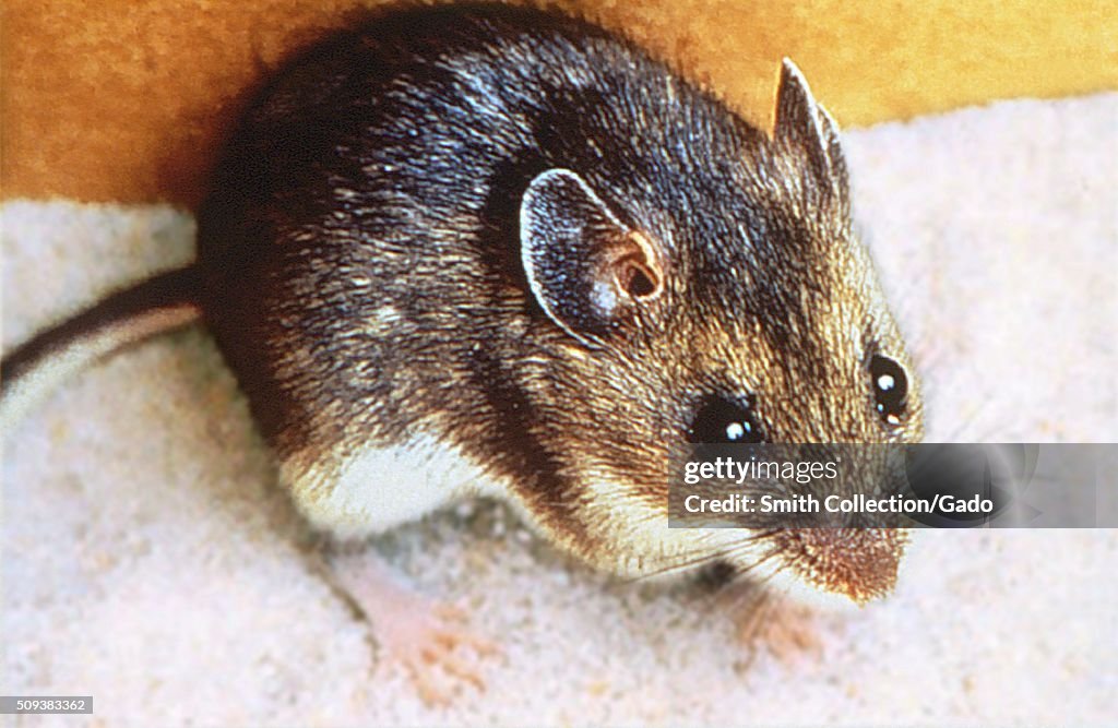 Deer Mouse