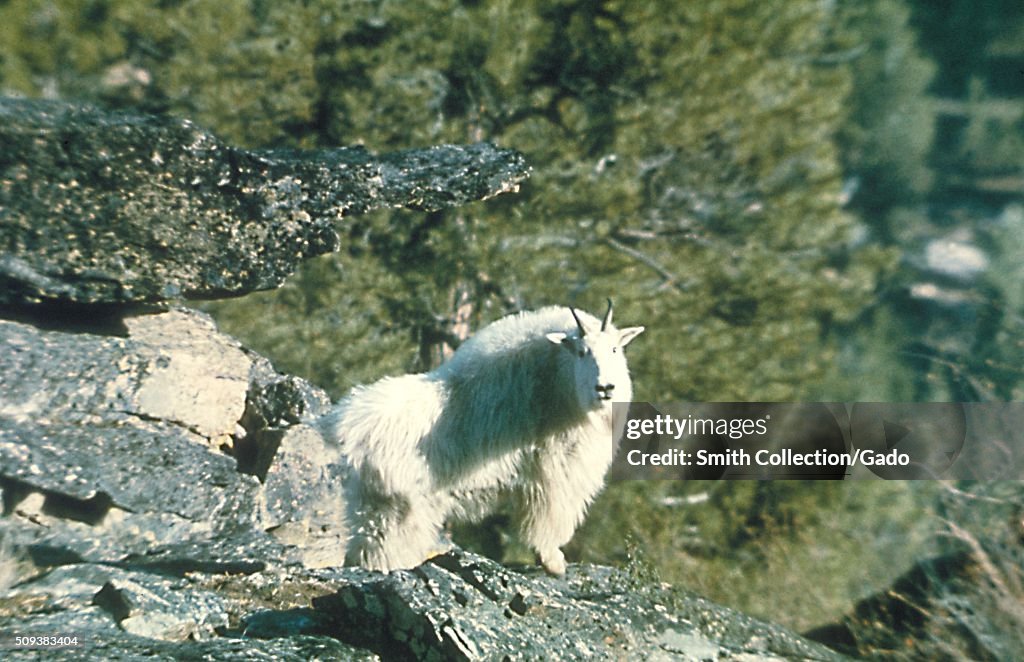 Rocky Mountain Goat