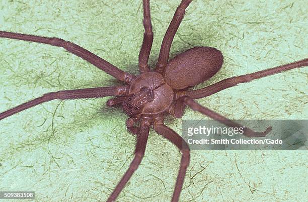 Brown recluse spider, Loxosceles reclusa, Characteristic violin-shaped marking is visible on back. Image courtesy CDC, 1974. .