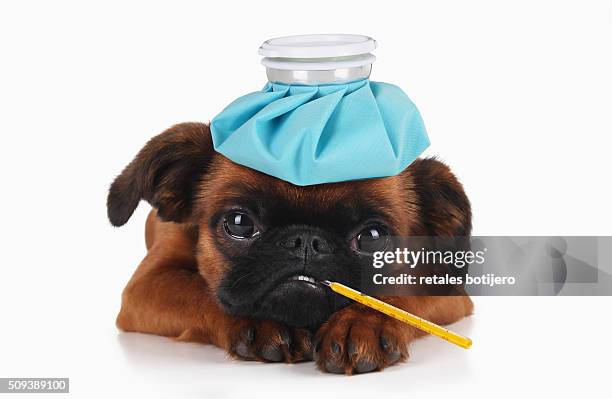 puppy with ice pack on head - ice pack stock pictures, royalty-free photos & images