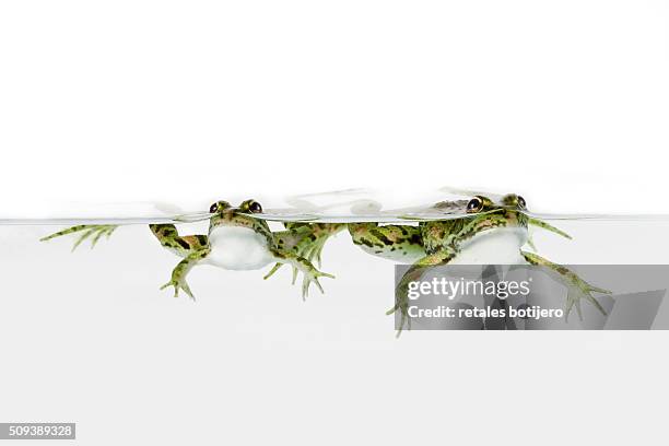 frogs swimming in aquarium - temas de animales stock pictures, royalty-free photos & images