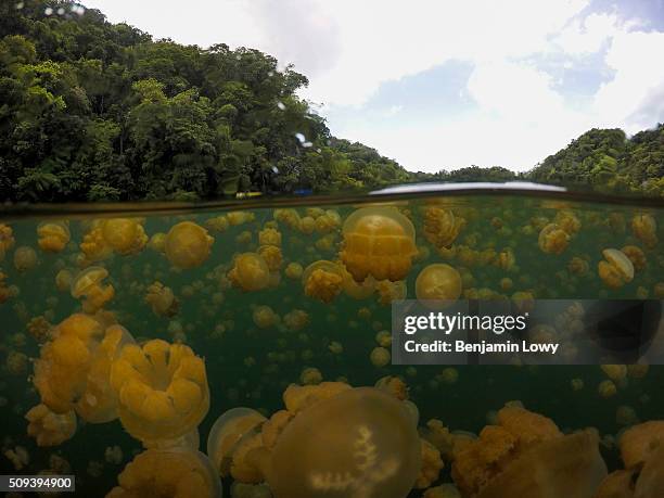 Located on an uninhabited rock island off the coast of Koror in Palau, Jellyfish Lake is one of 70 saltwater lakes on this South Pacific archipelago...