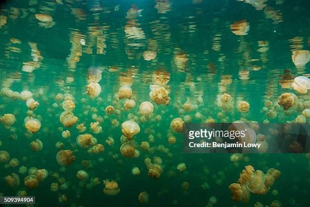 Located on an uninhabited rock island off the coast of Koror in Palau, Jellyfish Lake is one of 70 saltwater lakes on this South Pacific archipelago...