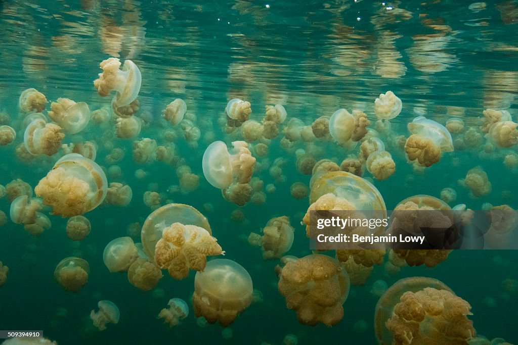 Jellyfish Lake in Palau