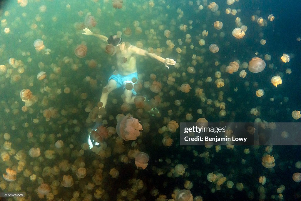 Jellyfish Lake in Palau