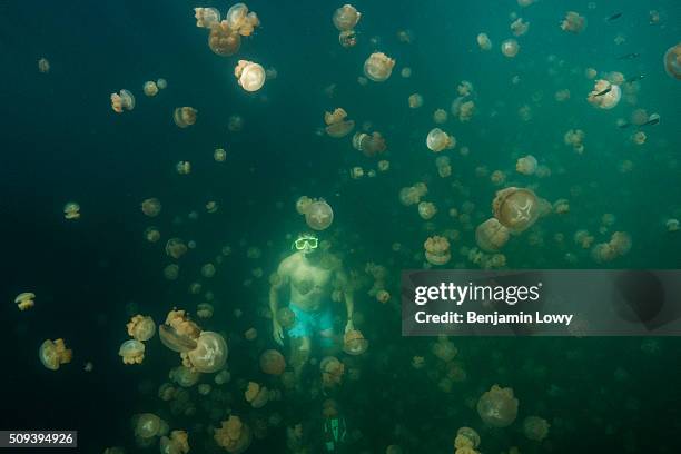 Located on an uninhabited rock island off the coast of Koror in Palau, Jellyfish Lake is one of 70 saltwater lakes on this South Pacific archipelago...