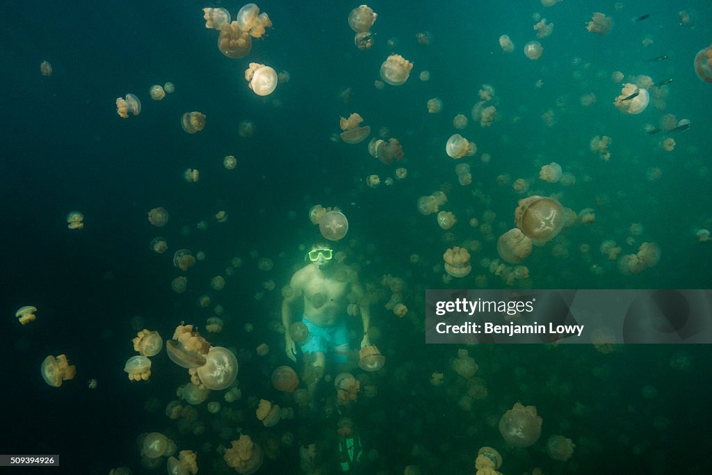 Jellyfish Lake in Palau