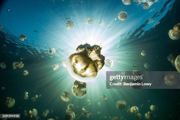 Located on an uninhabited rock island off the coast of Koror in Palau, Jellyfish Lake is one of 70 saltwater lakes on this South Pacific archipelago...