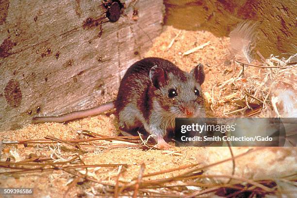 Deer mouse, Peromyscus maniculatus, a Hantavirus carrier that becomes a threat when it enters human habitation in rural and suburban areas. Image...