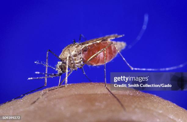 Anopheles gambiae. Malaria vector, parasite. Image courtesy CDC/Jim Gathany. 1990. .