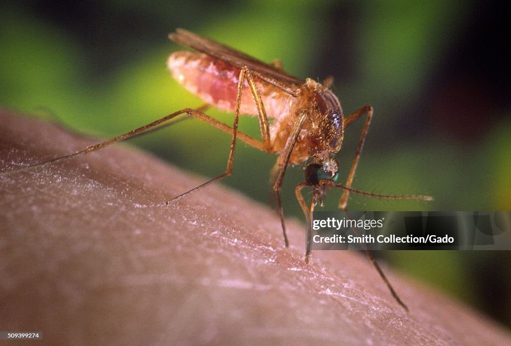 Mosquito Biting Skin