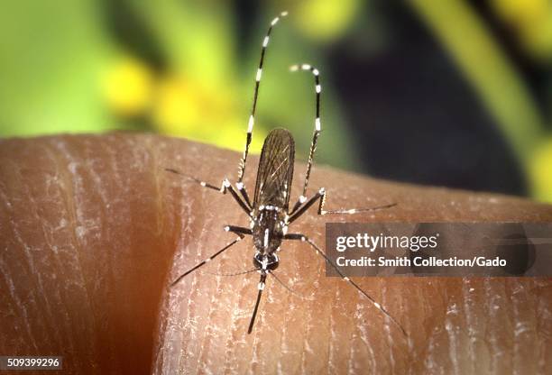 Female Aedes albopictus mosquito feeding on a human host. Under experimental conditions the Aedes albopictus mosquito, also known as the Asian Tiger...