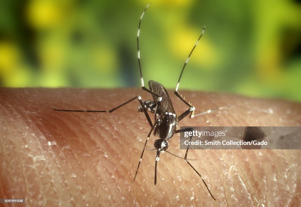 Mosquito Biting Skin