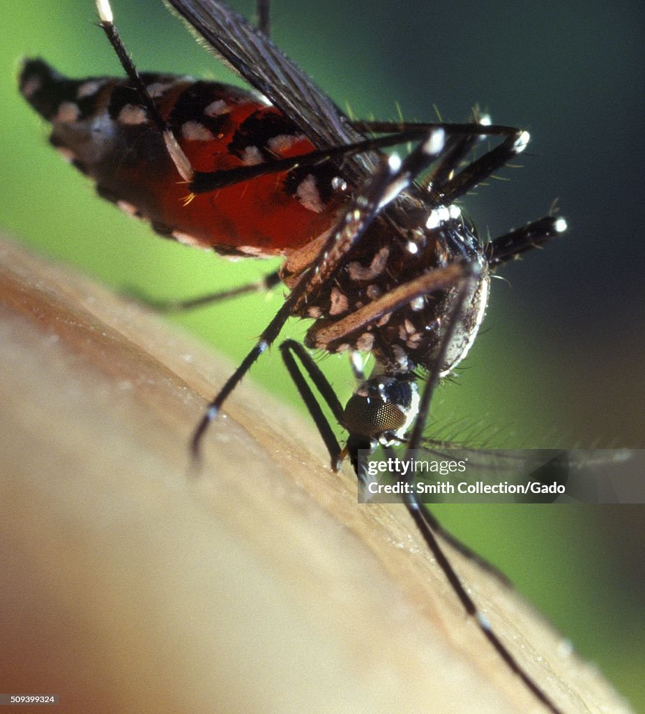 Mosquito Biting Skin