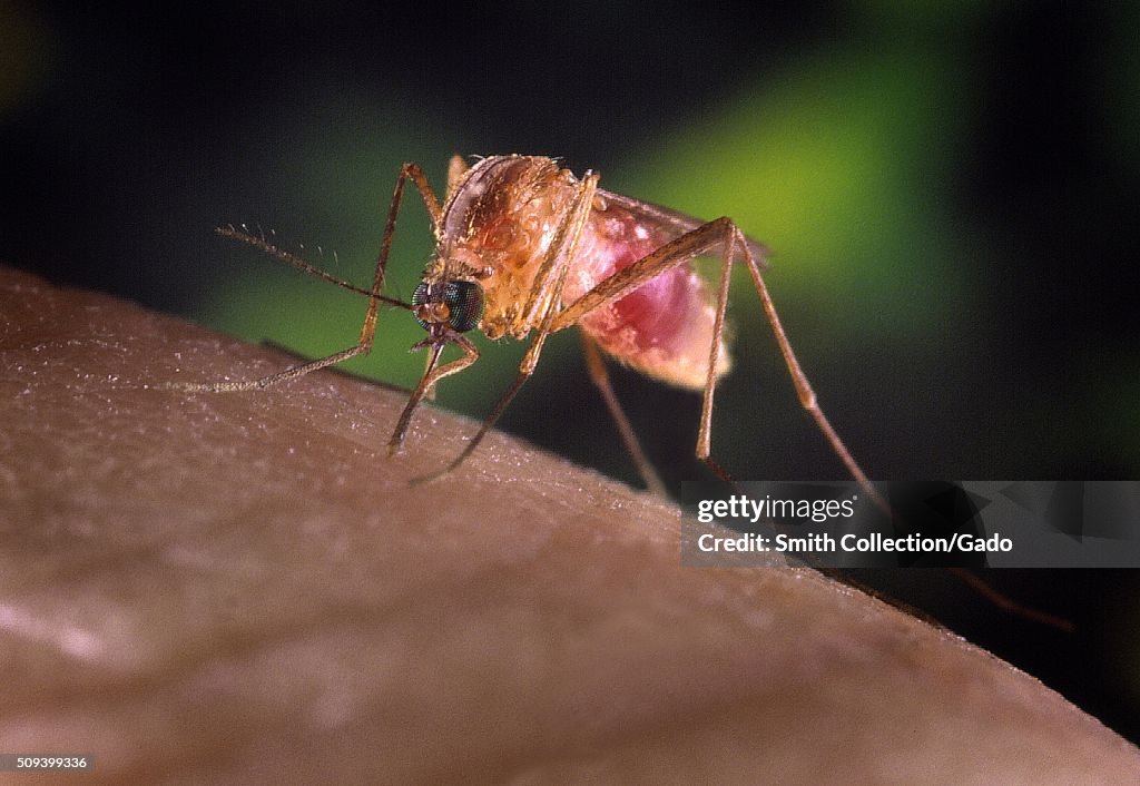 Mosquito Biting Skin